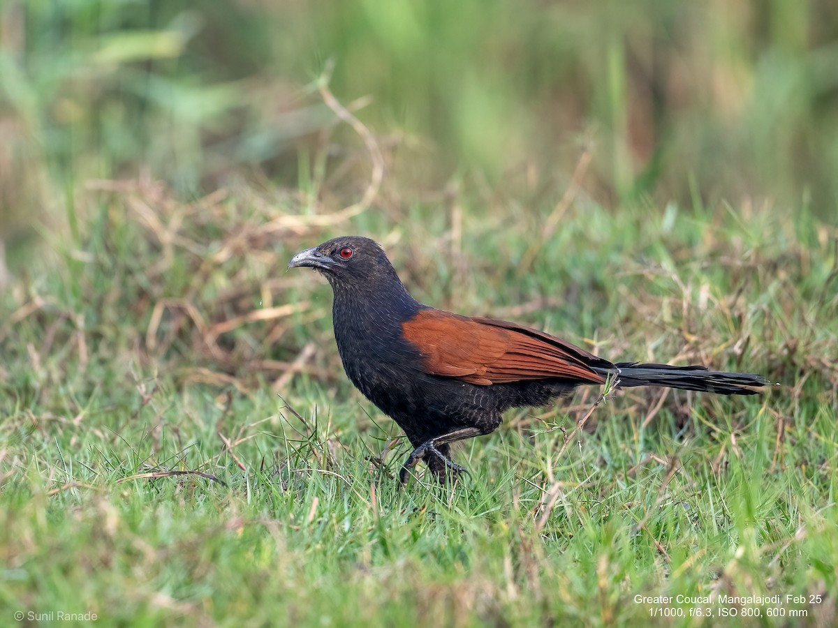 Greater Coucal - ML640653784