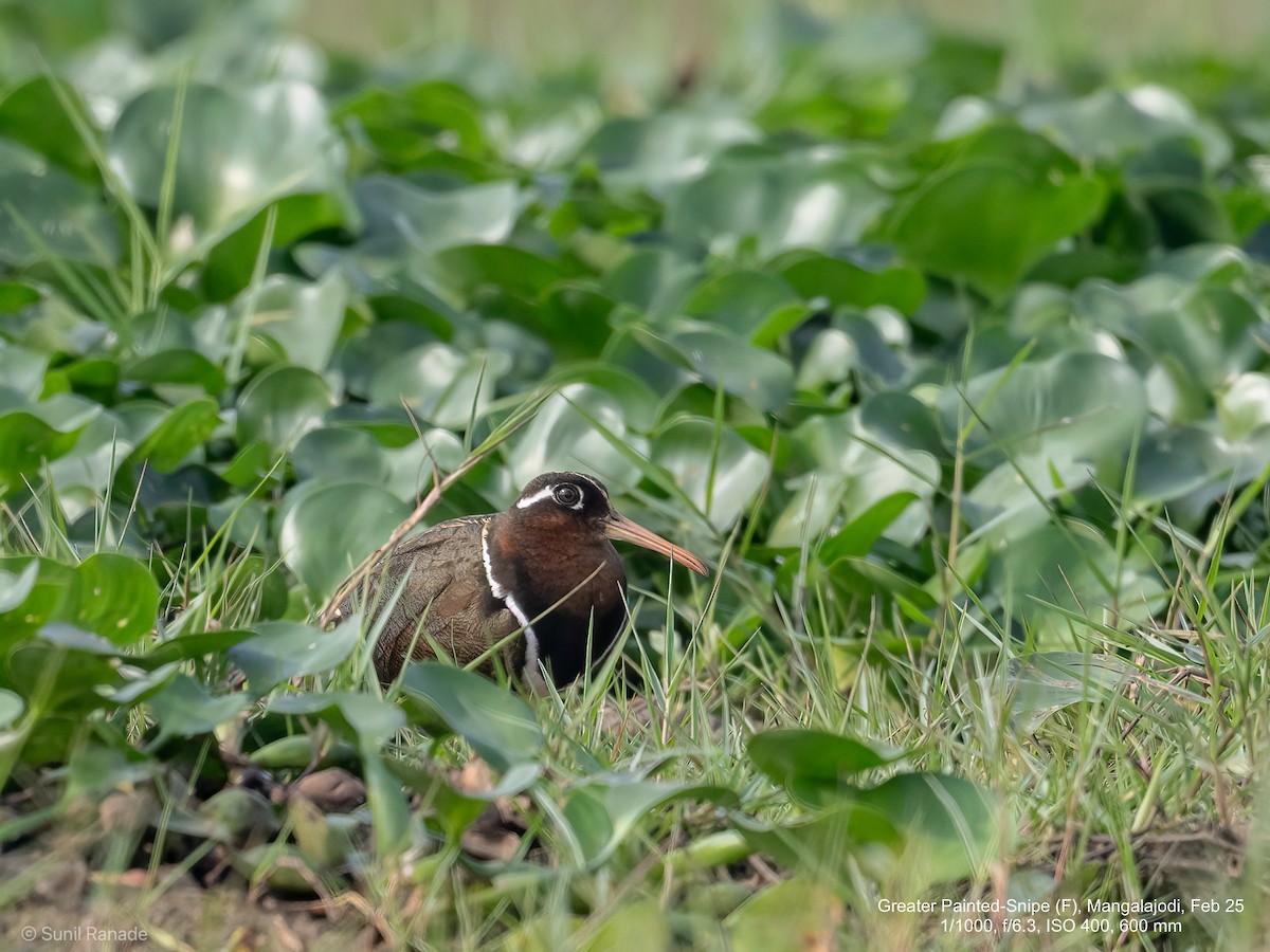 Greater Painted-Snipe - ML640653791