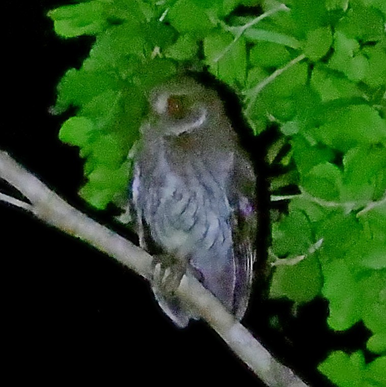 Puerto Rican Owl - ML640653796
