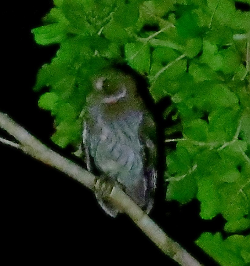 Puerto Rican Owl - ML640653797