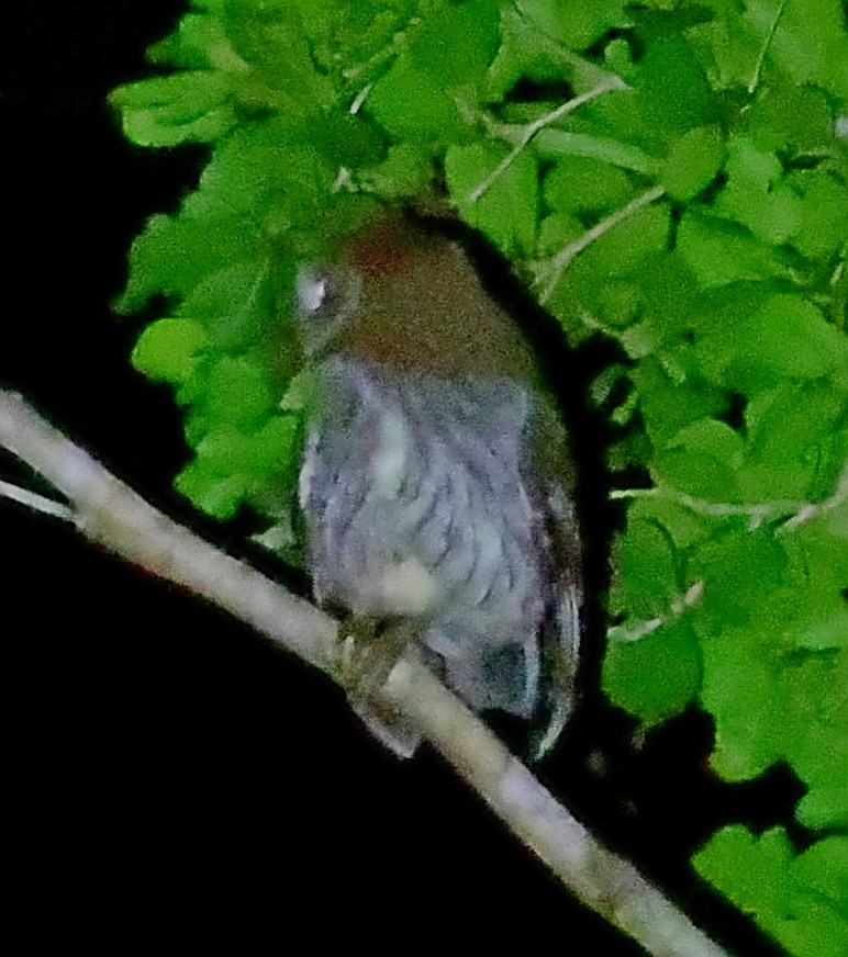 Puerto Rican Owl - ML640653798