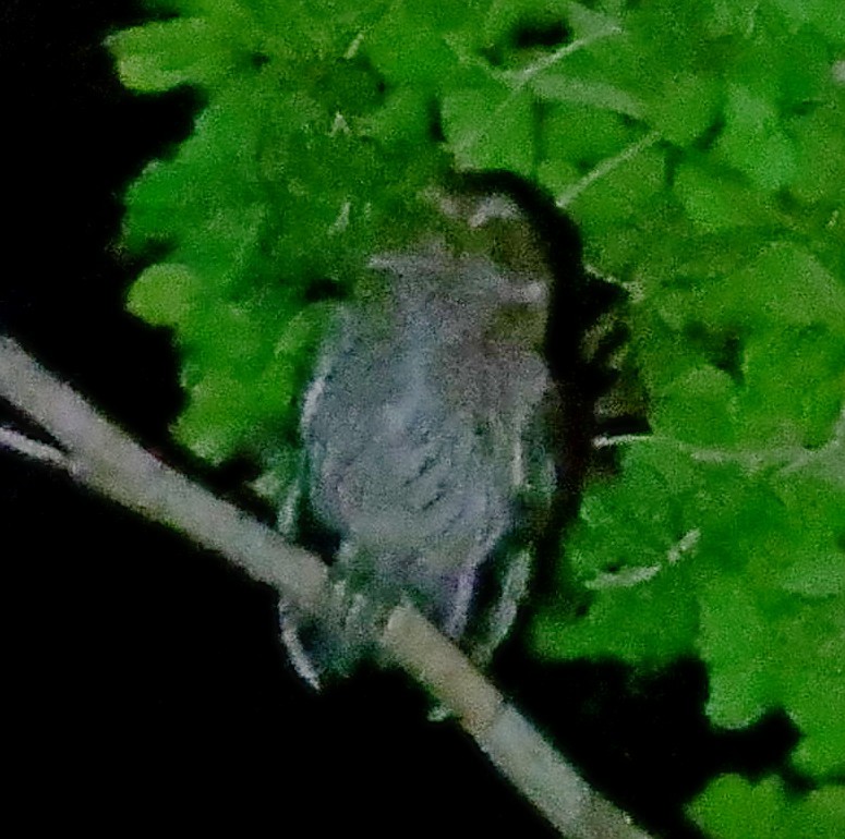 Puerto Rican Owl - ML640653799