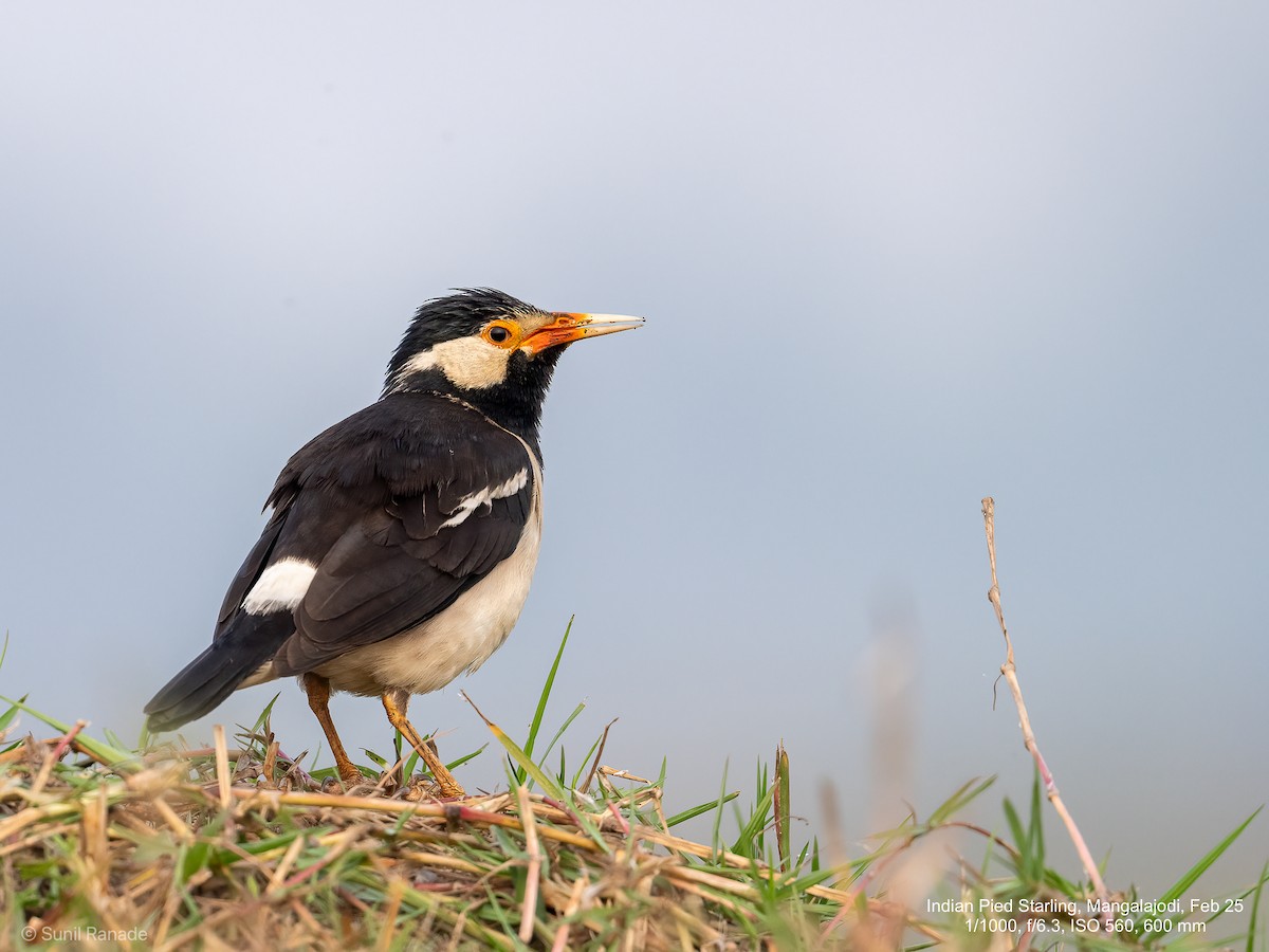Indian Pied Starling - ML640653802