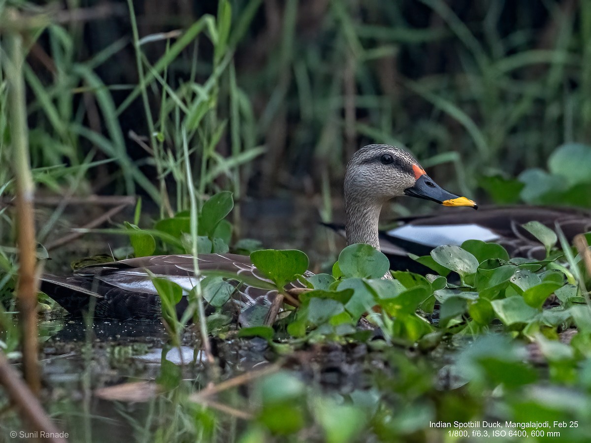 Indian Spot-billed Duck - ML640653815