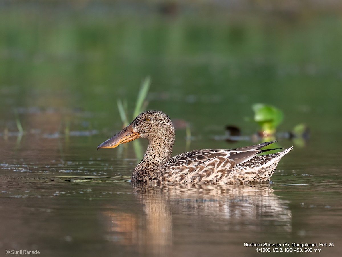 Northern Shoveler - ML640653818