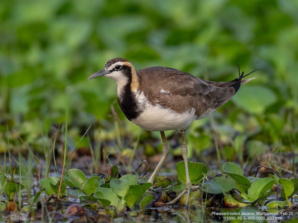 Pheasant-tailed Jacana - ML640653828