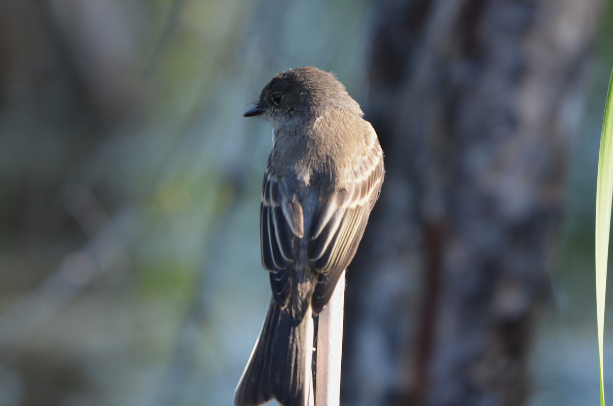 Eastern Phoebe - ML640653844