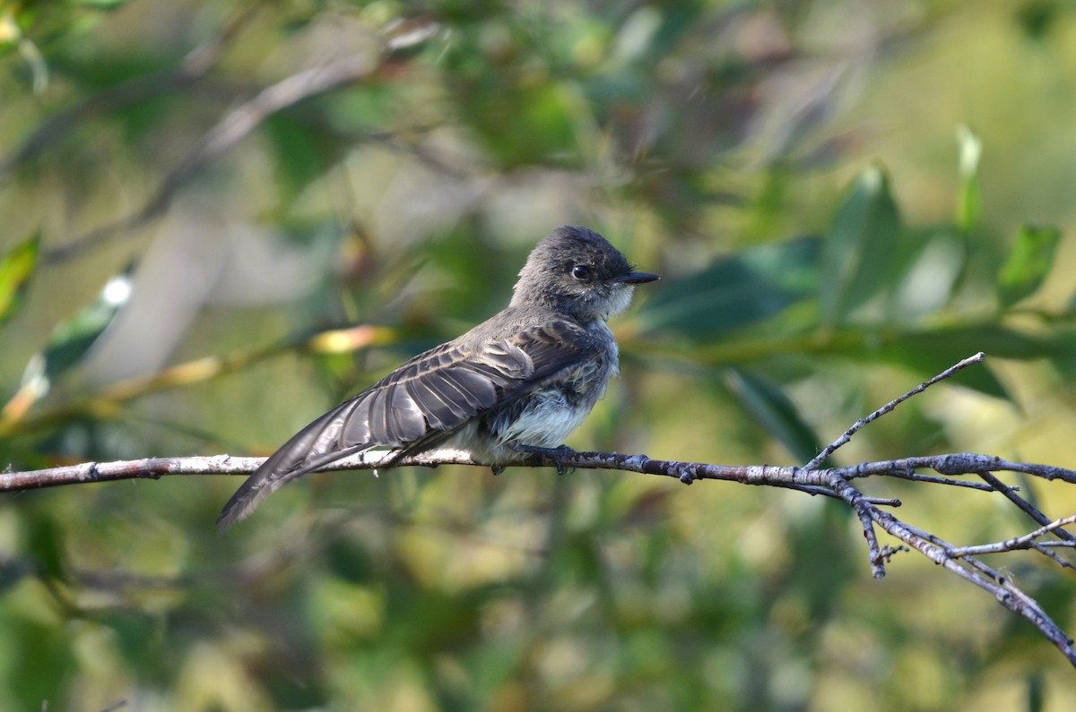 Eastern Phoebe - ML640653846