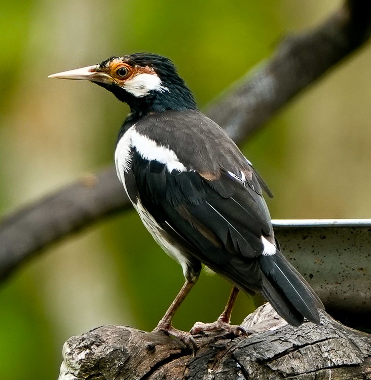 Javan Pied Starling - ML640653851