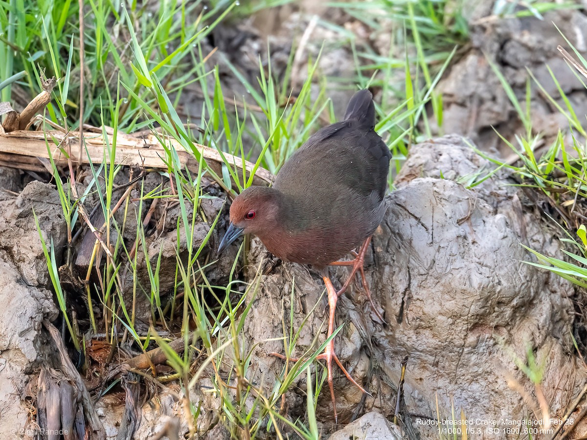 Ruddy-breasted Crake - ML640653855