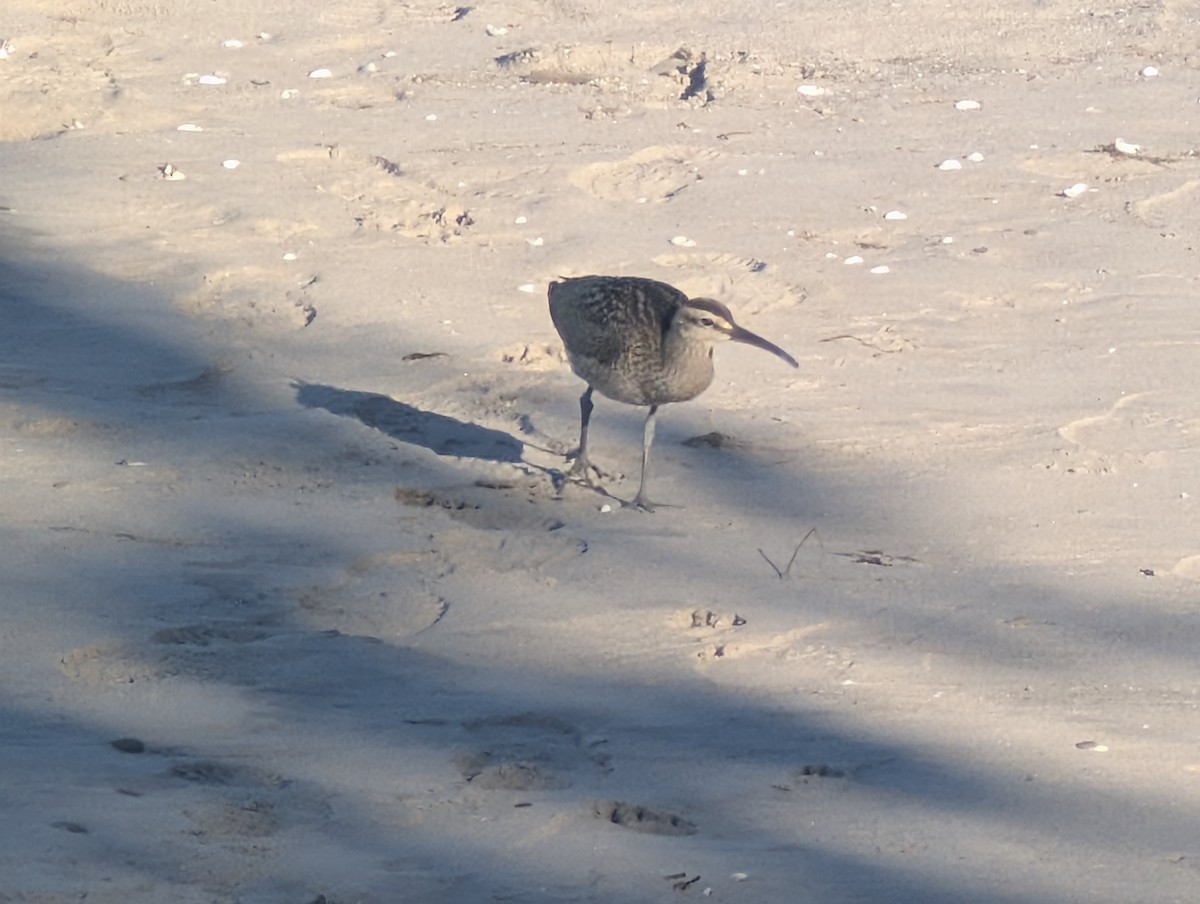 Whimbrel - ML640653858