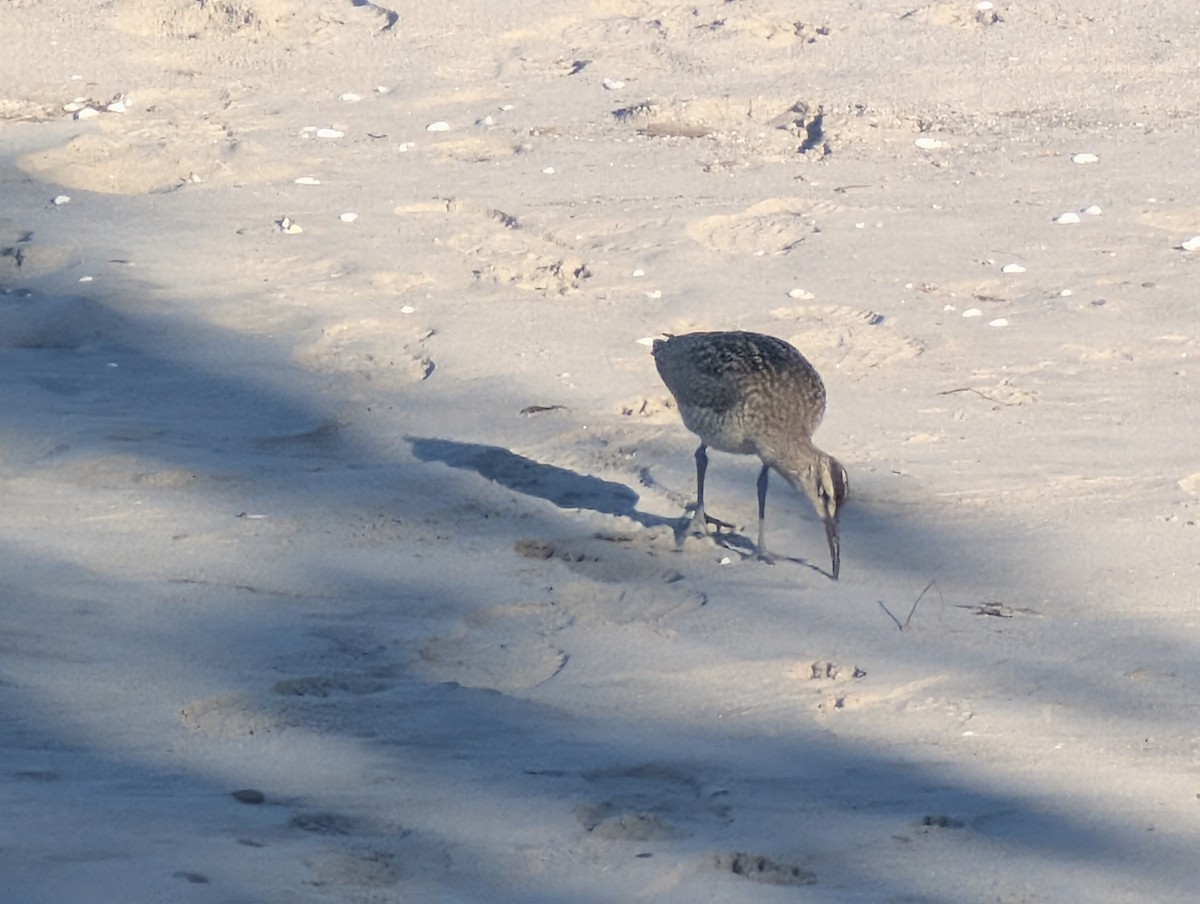 Whimbrel - ML640653861