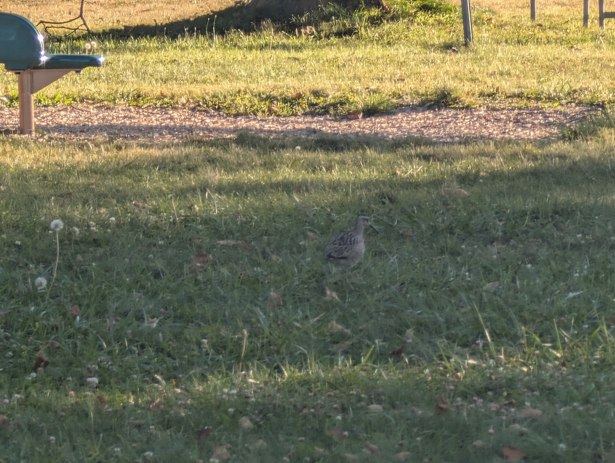 Whimbrel - ML640653864
