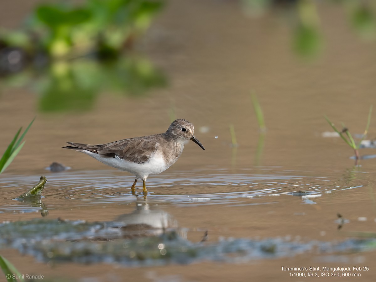 Temminck's Stint - ML640653872