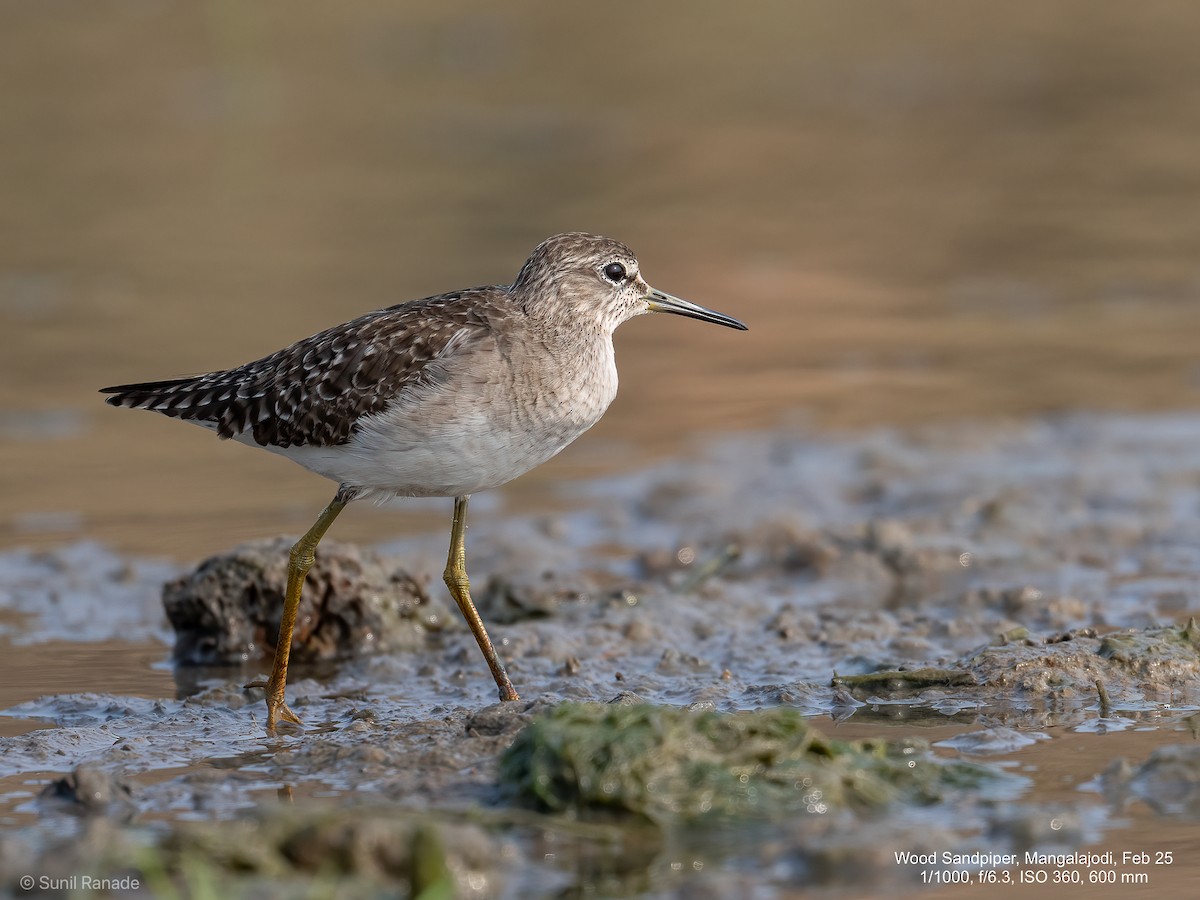 Wood Sandpiper - ML640653885