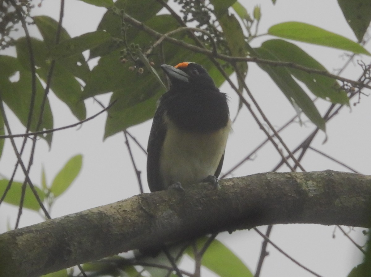 Orange-fronted Barbet - ML640653968
