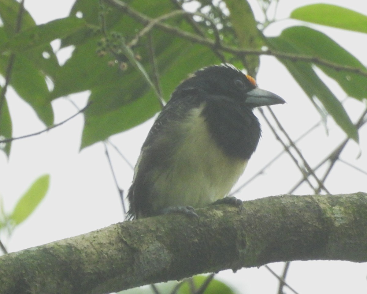 Orange-fronted Barbet - ML640653970