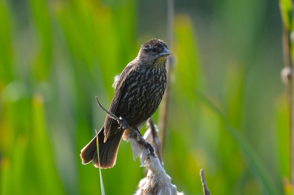 Red-winged Blackbird - ML640653973