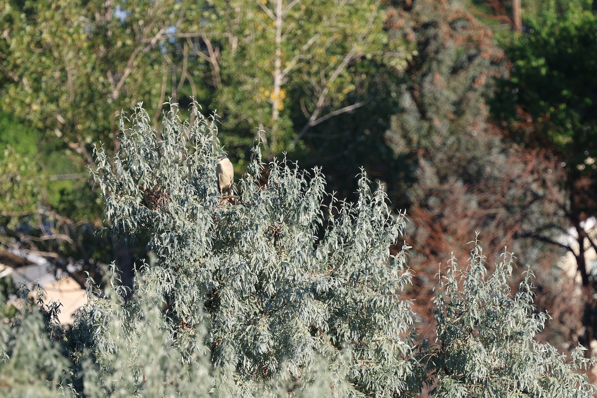 夜鷺 - ML640653994