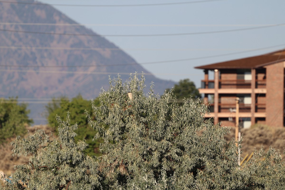 夜鷺 - ML640653995