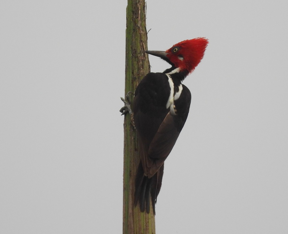Guayaquil Woodpecker - ML640654031