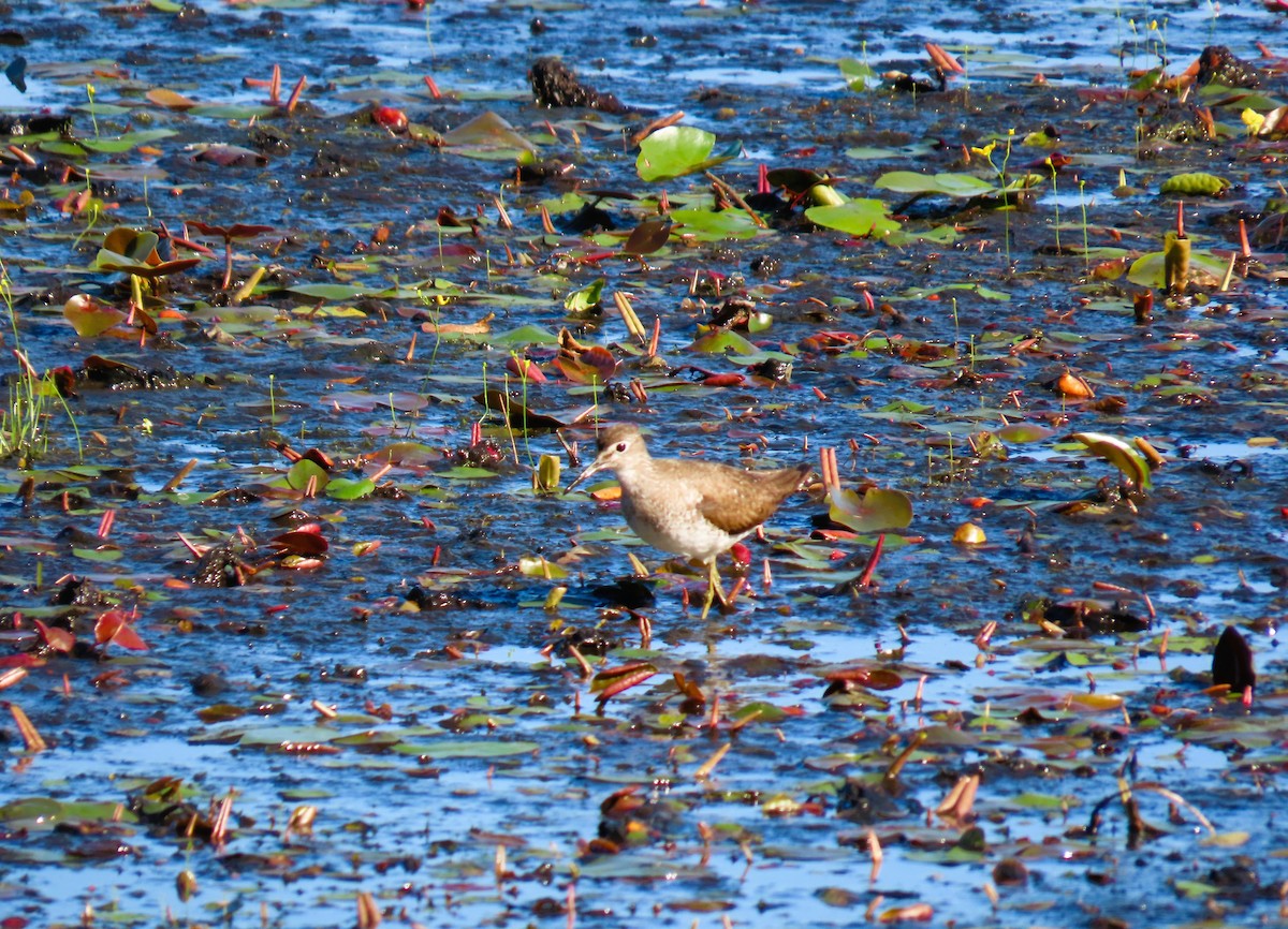 Solitary Sandpiper - ML640654065