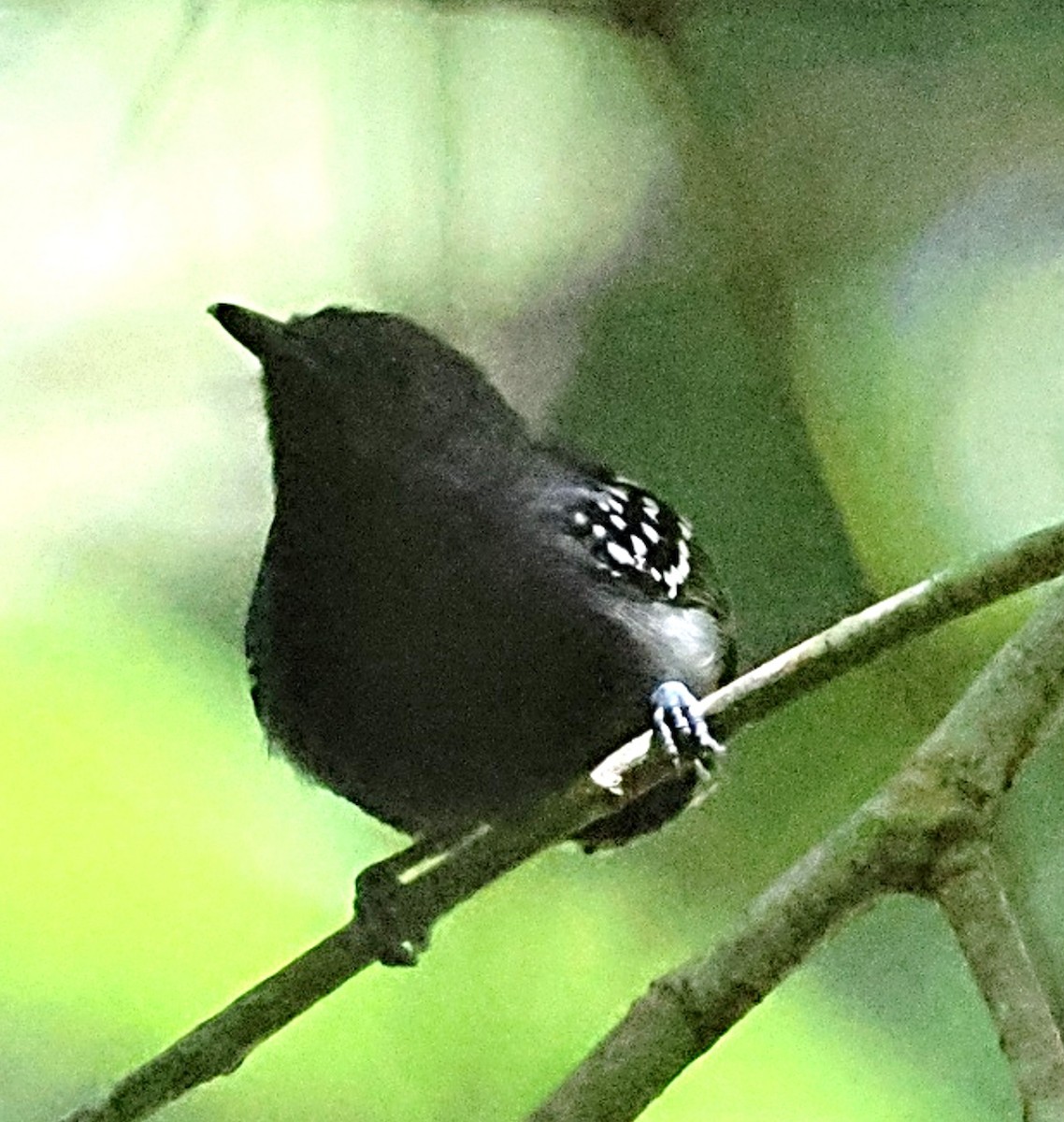 White-flanked Antwren - ML640654068