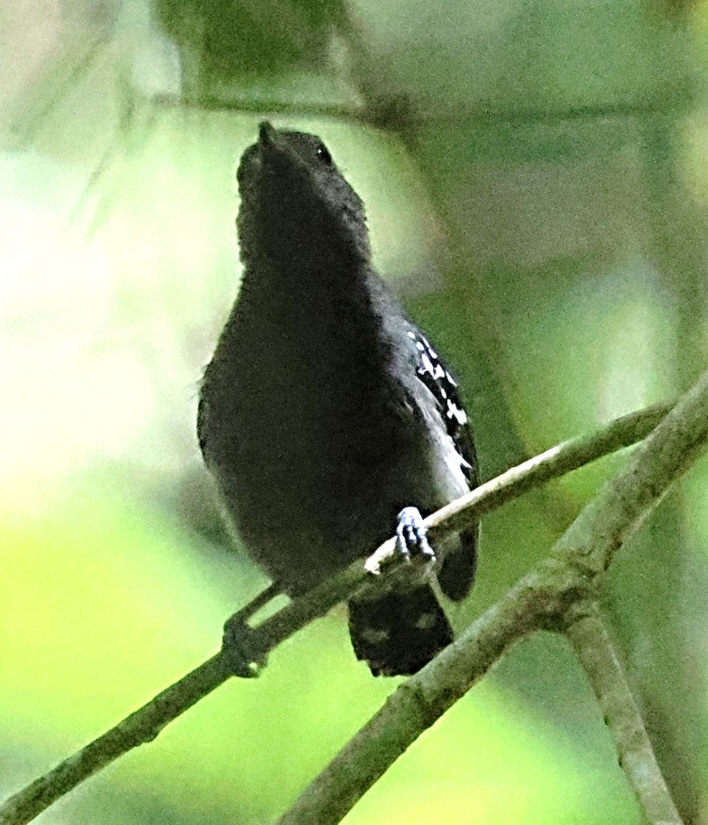 White-flanked Antwren - ML640654070