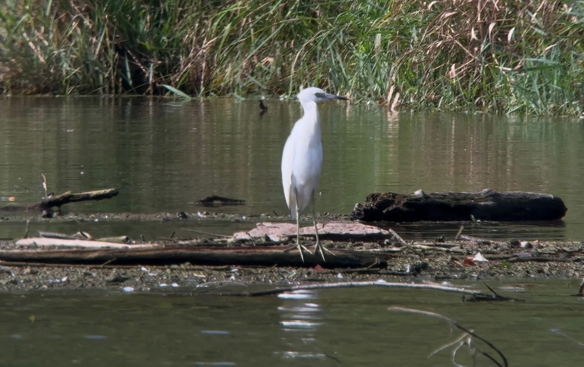Little Blue Heron - ML640654129