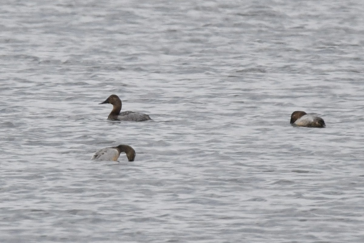 Canvasback - ML640654140