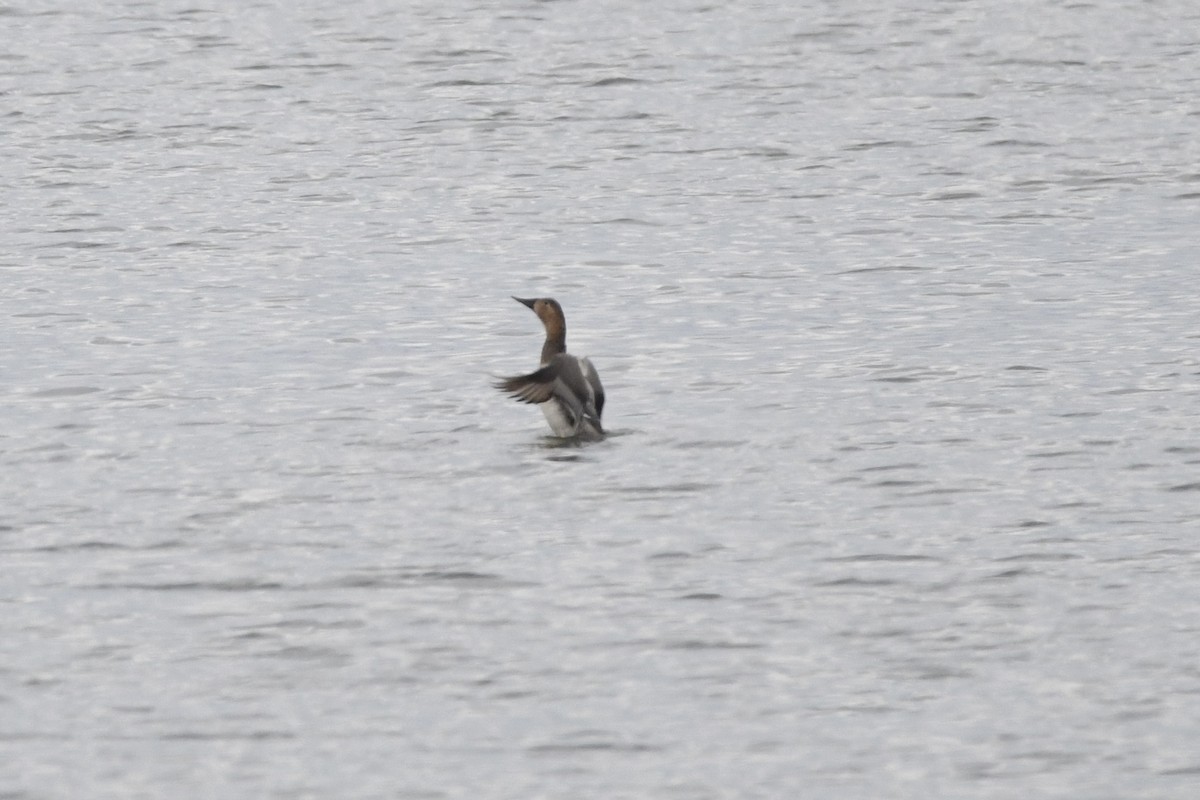Canvasback - ML640654141