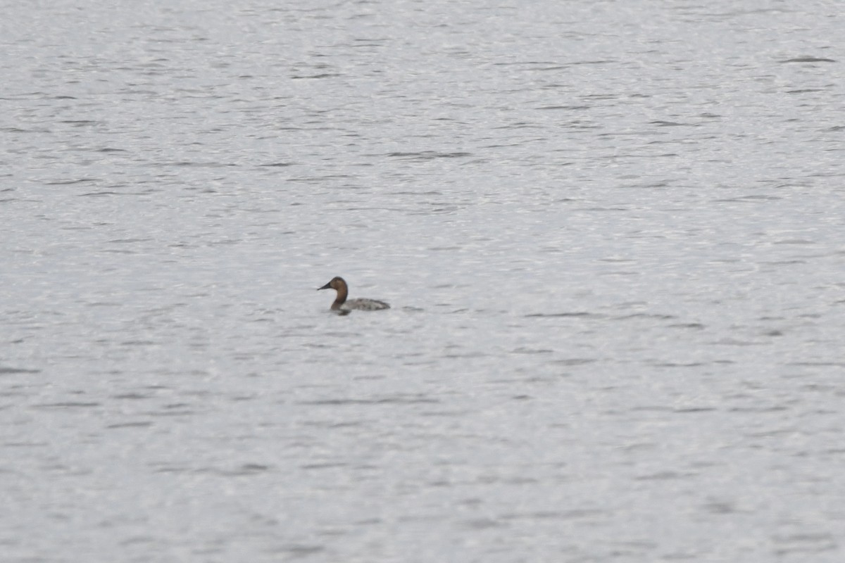Canvasback - ML640654142