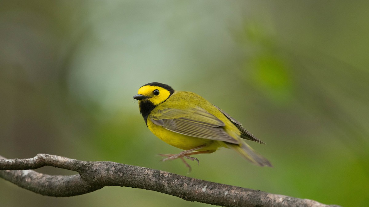 Hooded Warbler - ML640654162