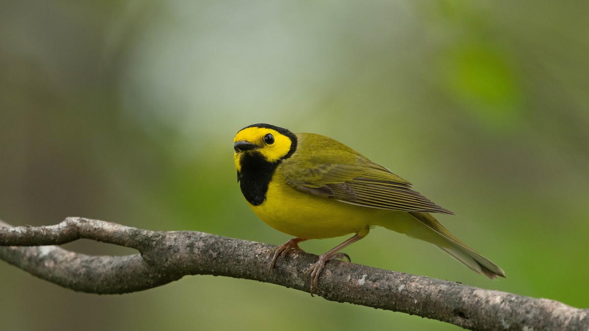 Hooded Warbler - ML640654166