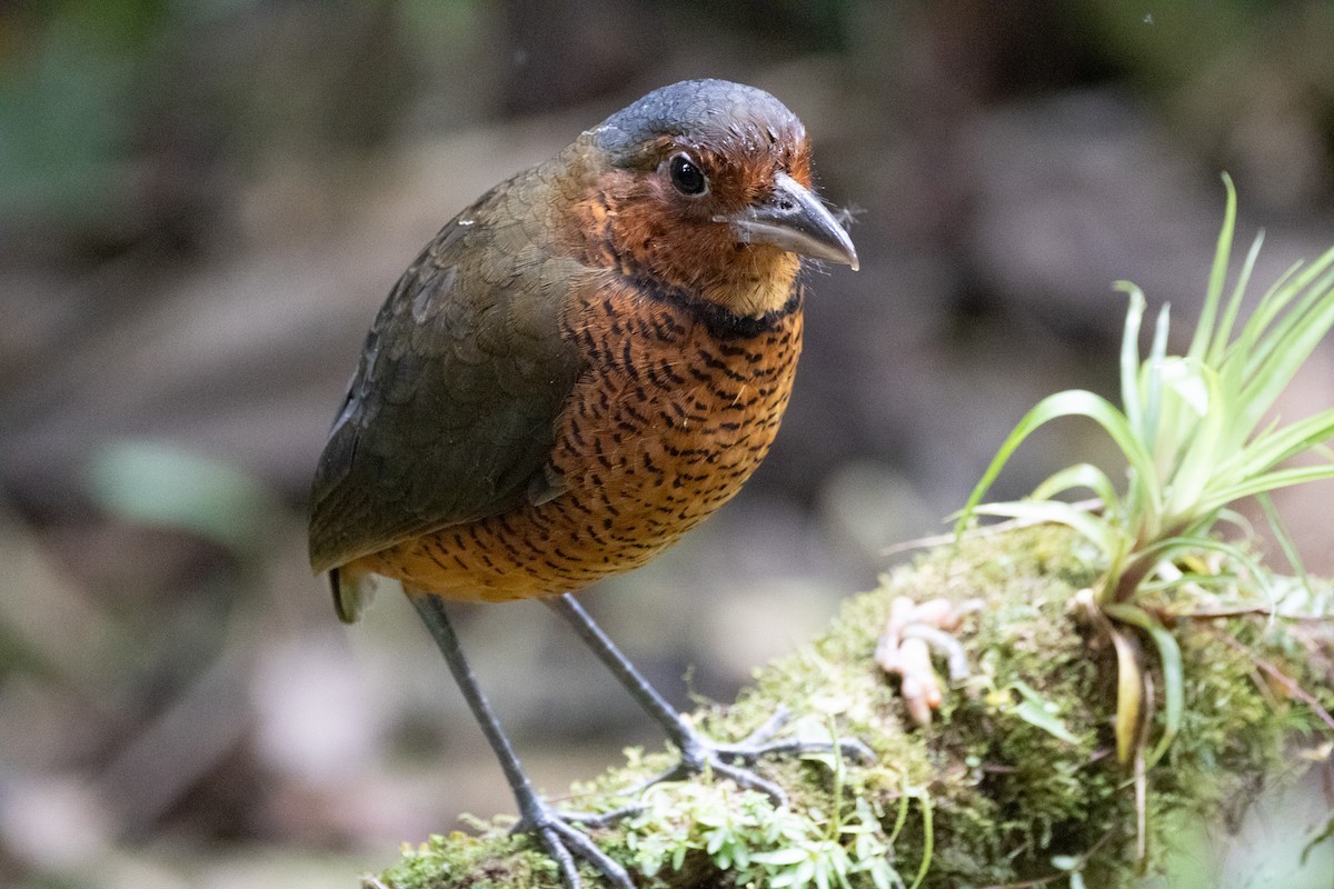 Giant Antpitta - ML640654209