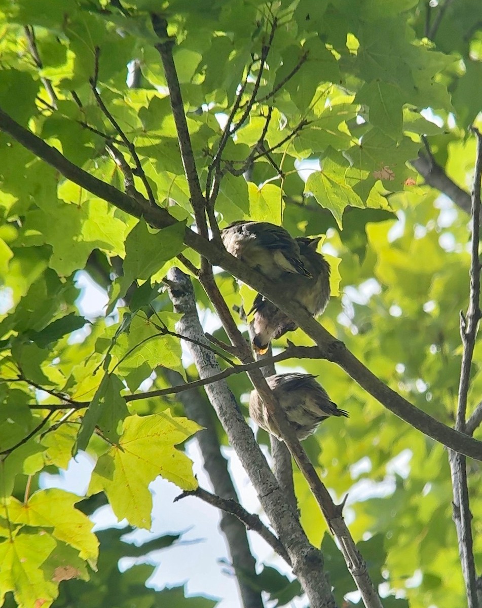 Cedar Waxwing - ML640654244