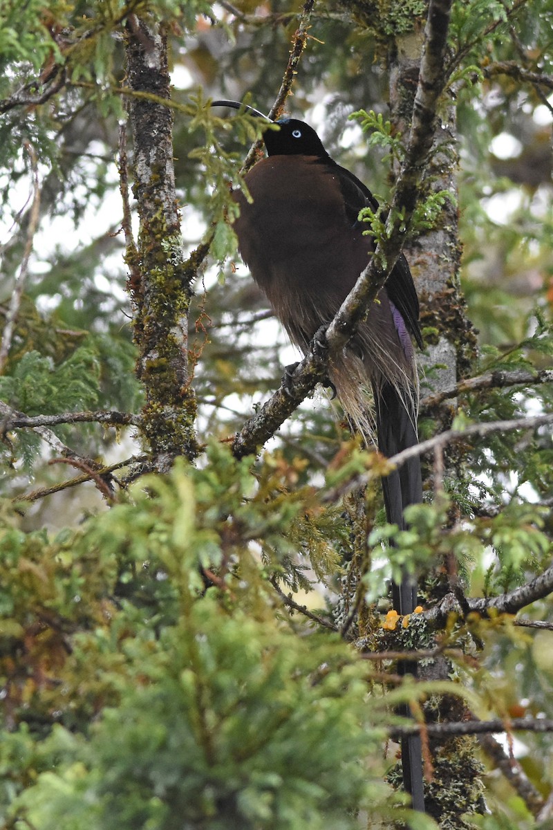 Brown Sicklebill - ML640654253