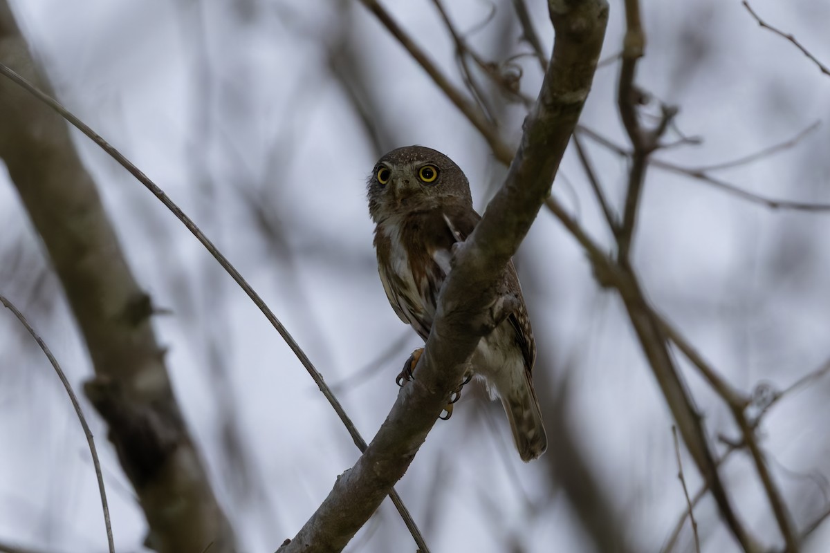 Colima Pygmy-Owl - ML640654271
