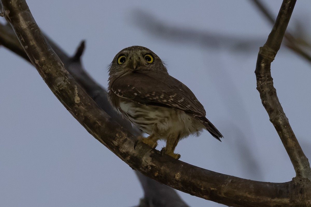 Colima Pygmy-Owl - ML640654272