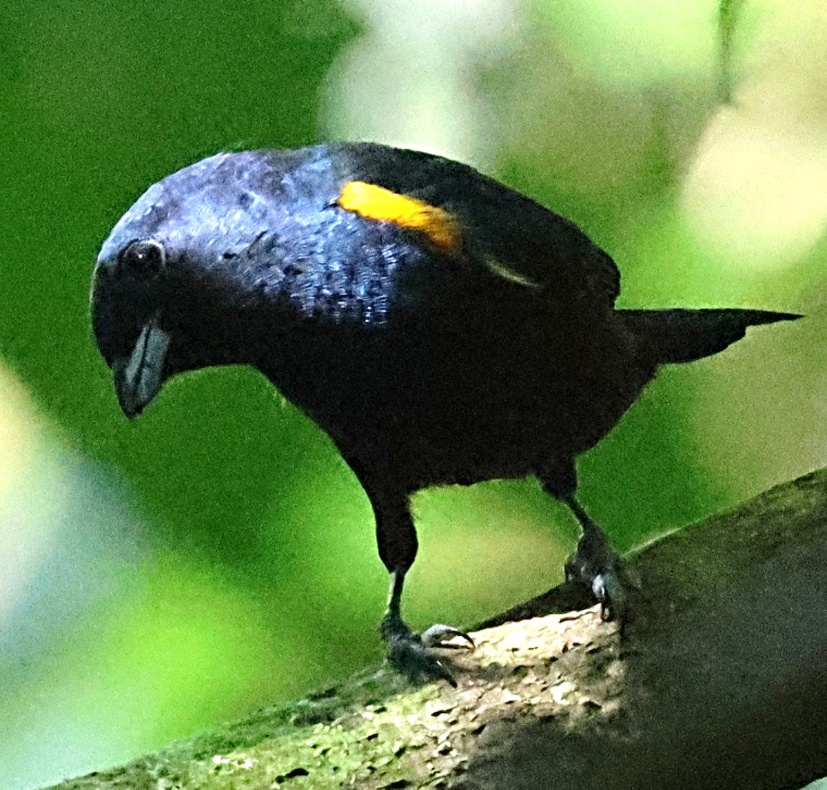 Chestnut-bellied Euphonia - ML640654317