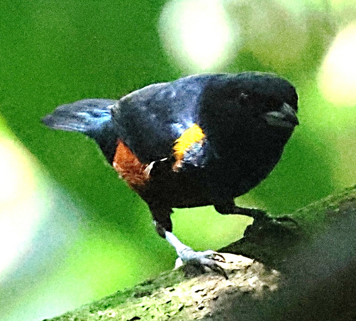 Chestnut-bellied Euphonia - ML640654327