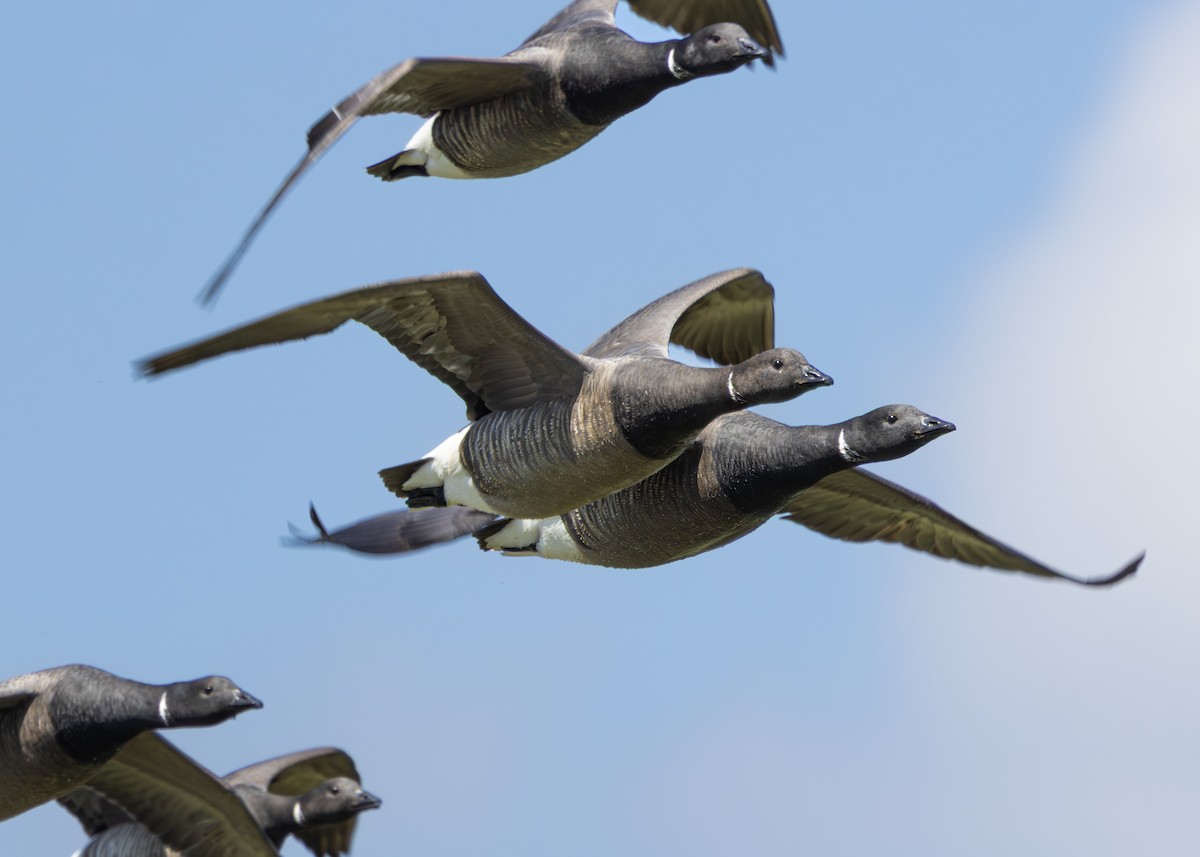 Brant (Dark-bellied) - ML640654339