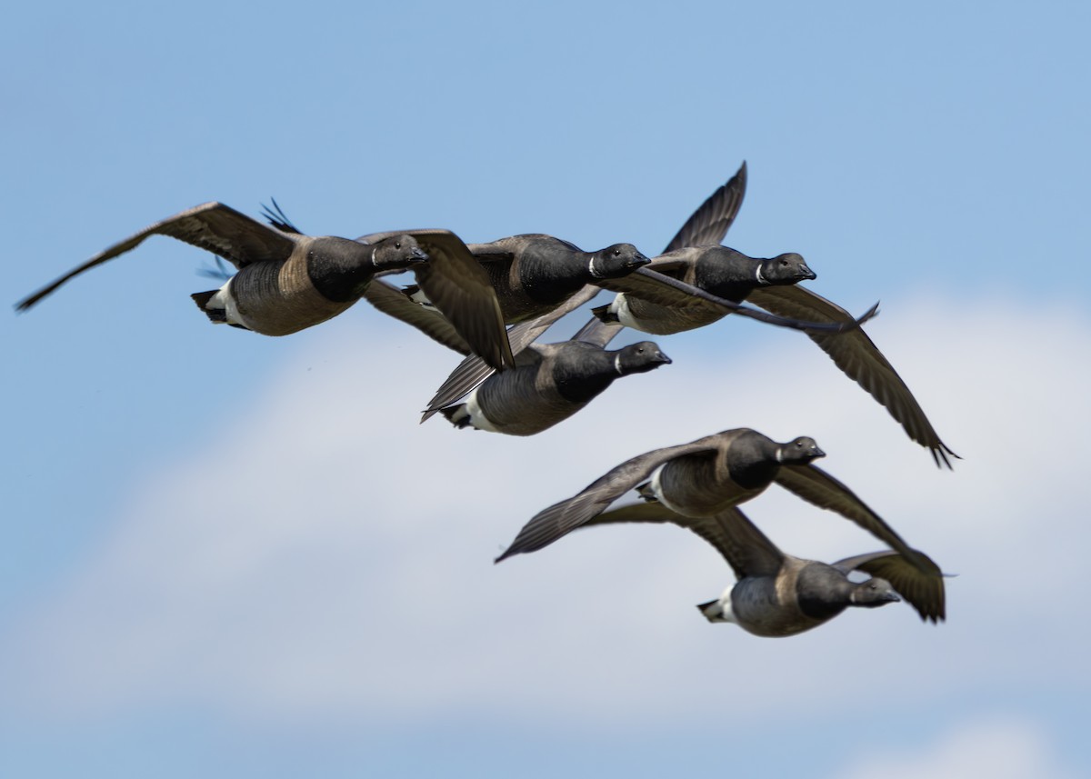 Brant (Dark-bellied) - ML640654340