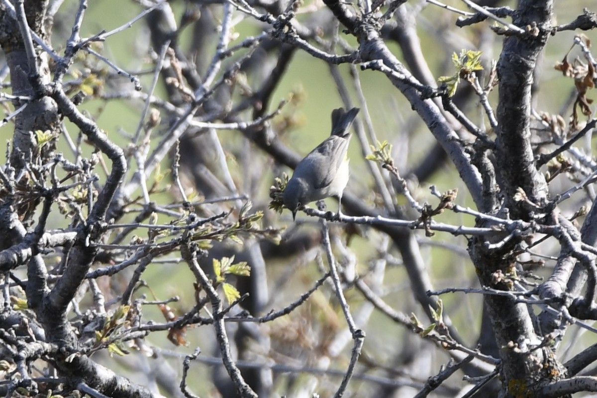 Virginia's Warbler - ML640654396