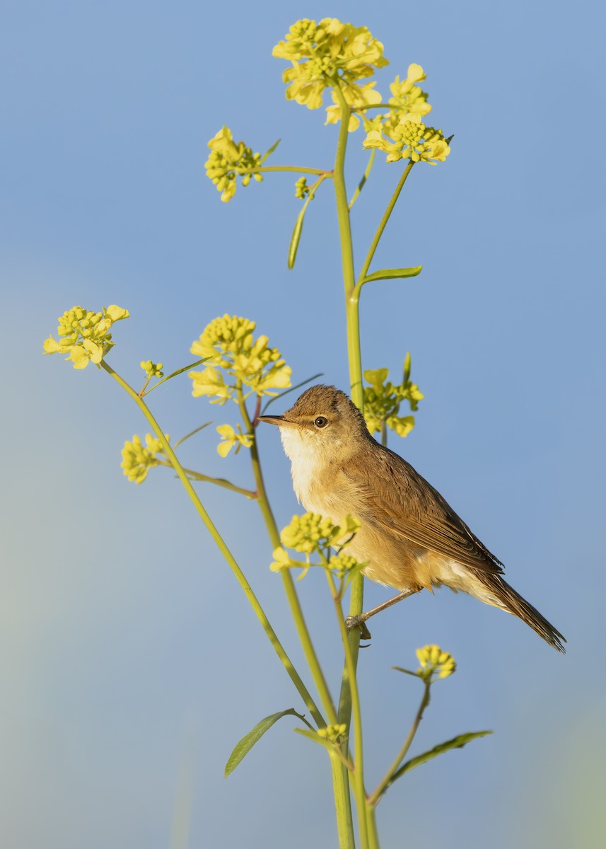 Common Reed Warbler (Common) - ML640654409