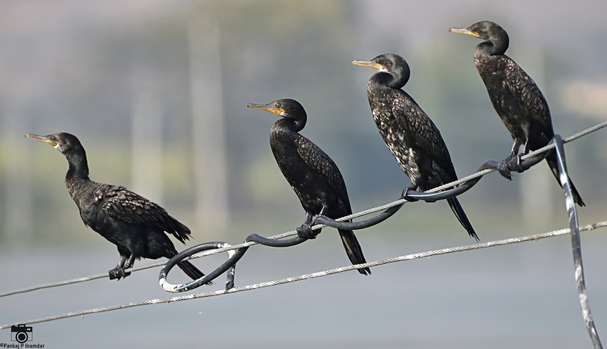 Indian Cormorant - ML640654420