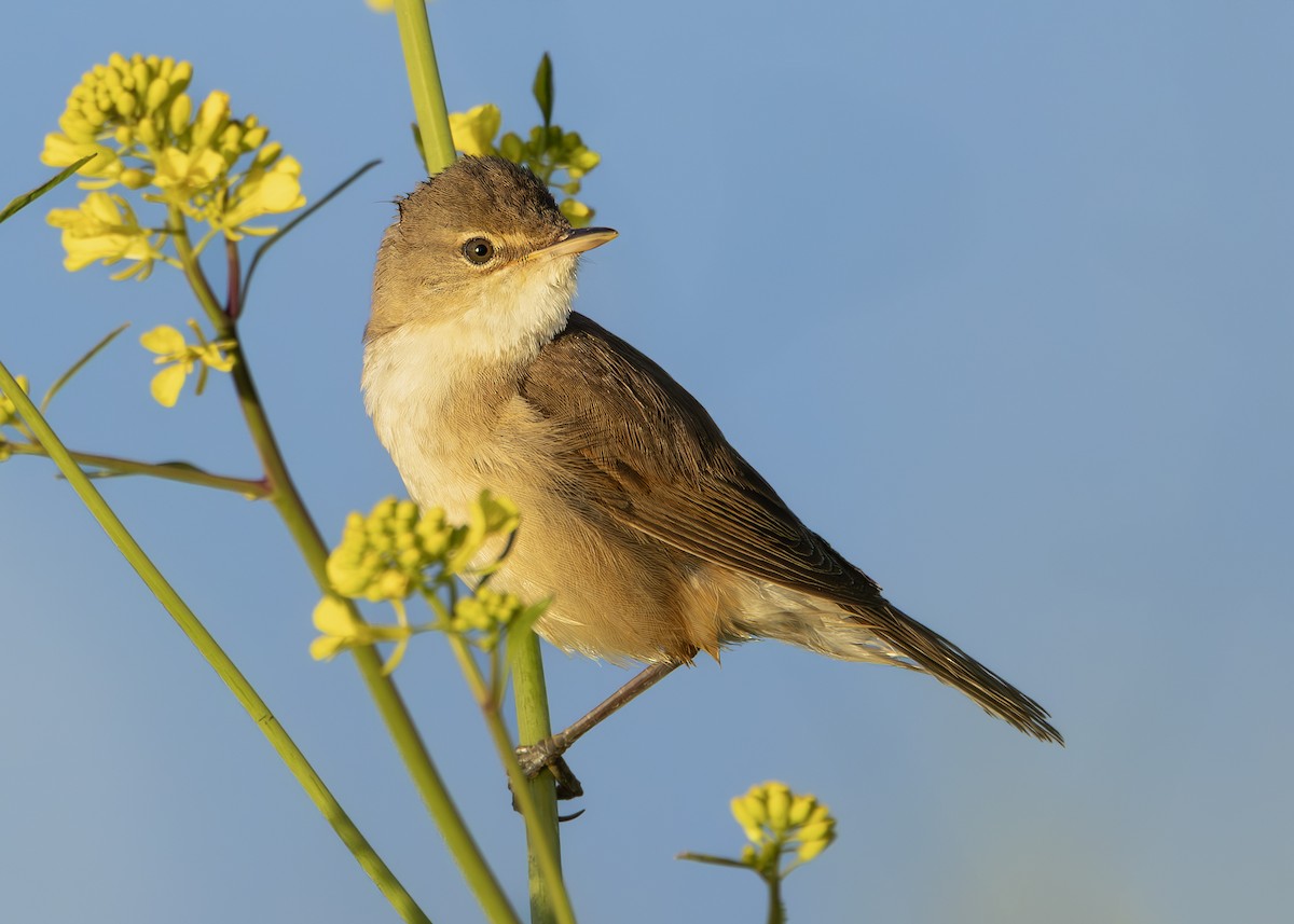 Common Reed Warbler (Common) - ML640654423