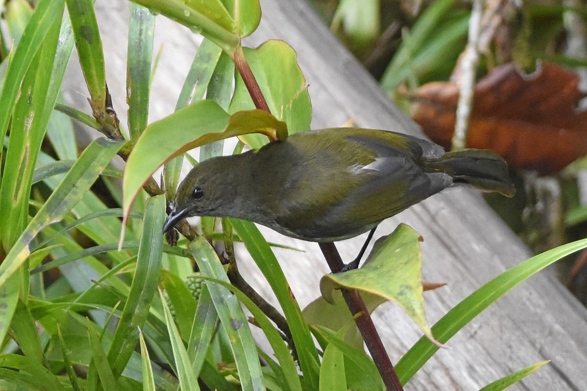 Fan-tailed Berrypecker - ML640654440