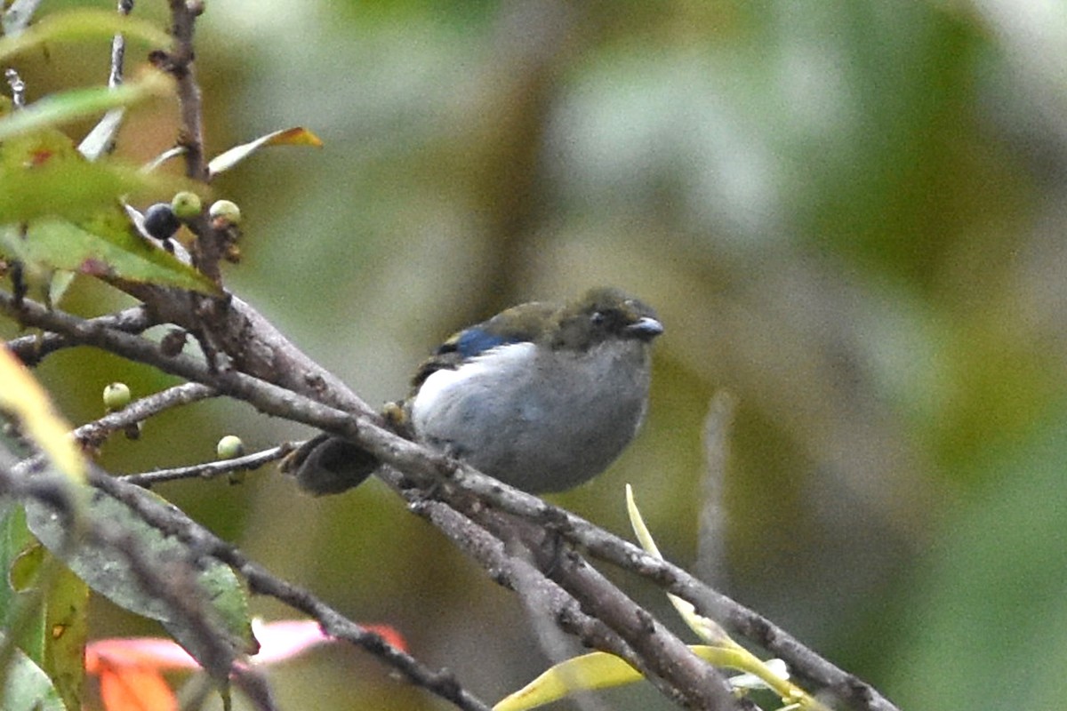 Fan-tailed Berrypecker - ML640654441