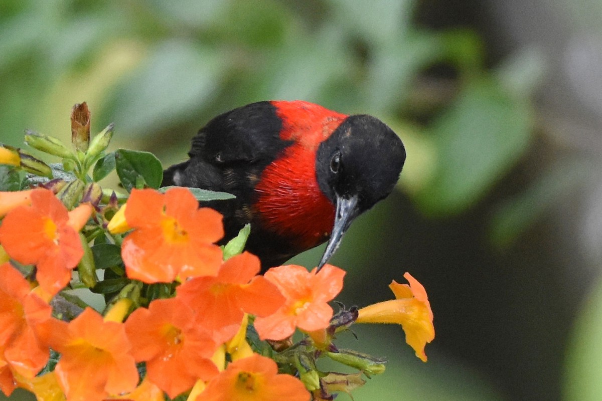 Red-collared Myzomela - ML640654453